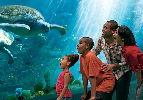 Save Up To 40% on Popular Attraction Tickets