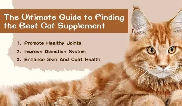 An Ultimate Guide to Finding the Best Cat Supplement
