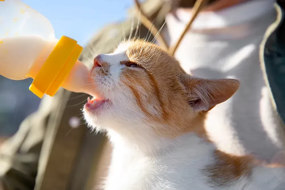 Aegean cat drinking milk in the sun
