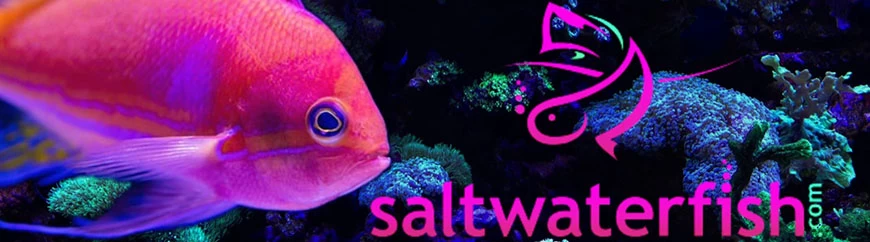 Saltwater Fish Discount Code